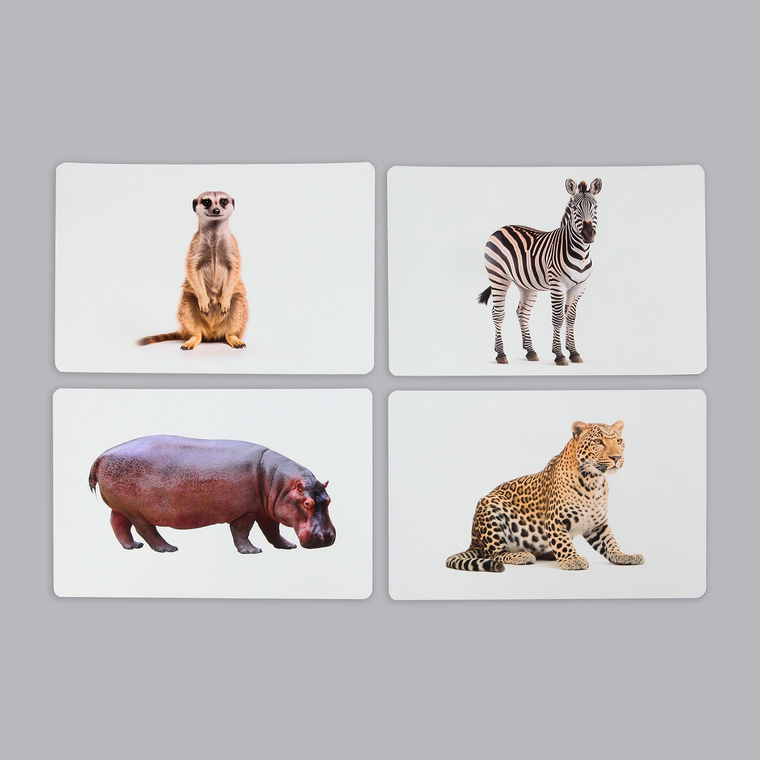 Animals Flash Cards